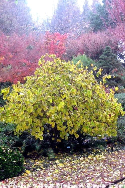 Harry Lauder's Walking Stick - Corylus Avellana 'Contorta' - 5 Gallon Pot - Image 7