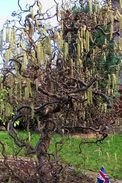 Harry Lauder's Walking Stick - Corylus Avellana 'Contorta' - 5 Gallon Pot - Image 5
