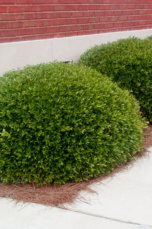 Bordeaux Dwarf Yaupon Holly - 1 Gallon Pot