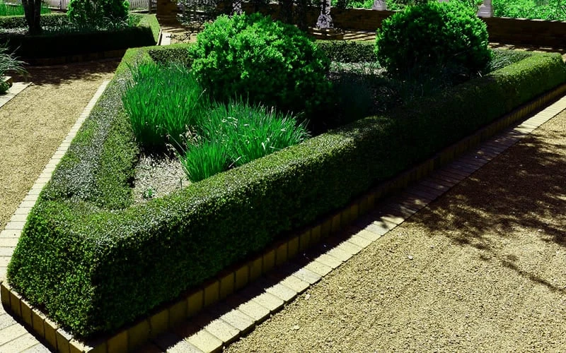 Bordeaux Dwarf Yaupon Holly - 1 Gallon Pot - Image 5