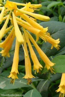 John Clayton Yellow Honeysuckle Vine - 2 Gallon Pot
