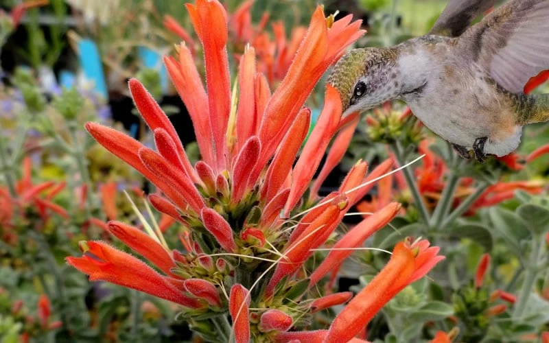Uruguayan Firecracker Hummingbird Plant (Dicliptera Suberecta) - 3 Pack Of Quart Pots - Image 5