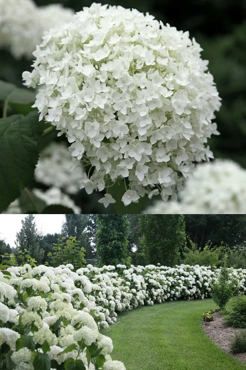 Annabelle Hydrangea - 3 Gallon Pot - Image 4