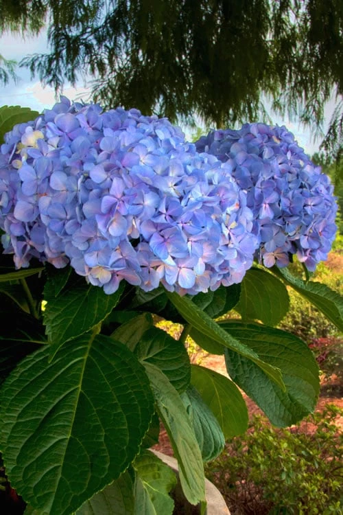 Big Daddy Hydrangea - 7 Gallon Pot - Image 4