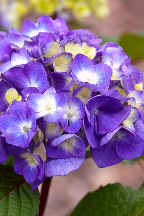 Bloomstruck Endless Summer Hydrangea - 2 Gallon Pot