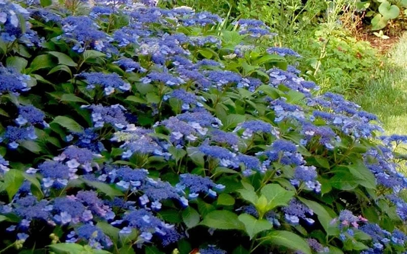 Bluebird Hydrangea - 2 Gallon Pot - Image 4