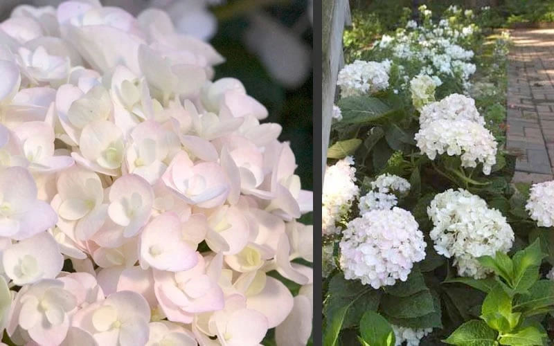 Blushing Bride Endless Summer Hydrangea - 1 Gallon Pot - Image 5