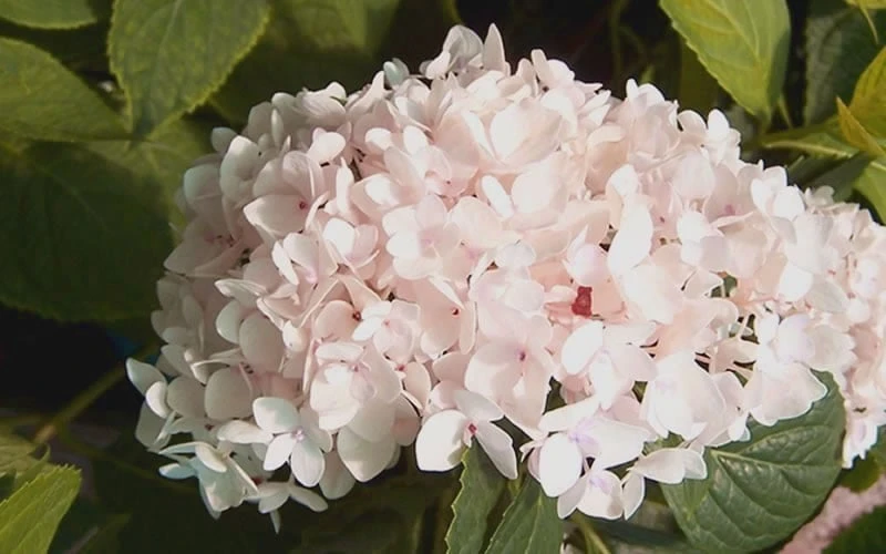 Blushing Bride Endless Summer Hydrangea - 3 Gallon Pot - Image 4