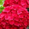 Cardinal Red Hydrangea - 6 Pack Of 1 Gallon Pots