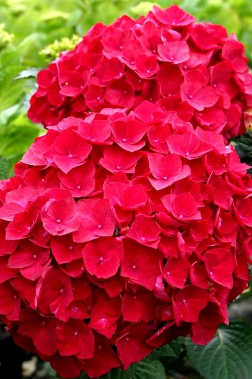 Cardinal Red Hydrangea - 6 Pack Of 1 Gallon Pots