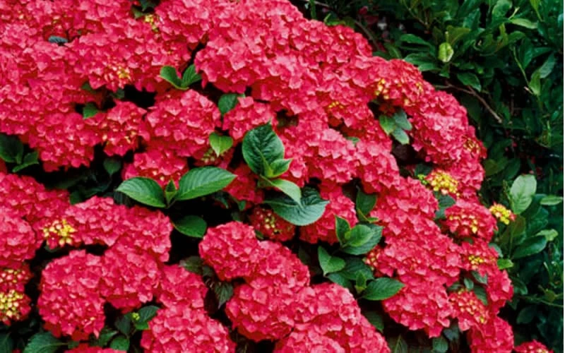 Cardinal Red Hydrangea - 6 Pack Of 1 Gallon Pots - Image 5