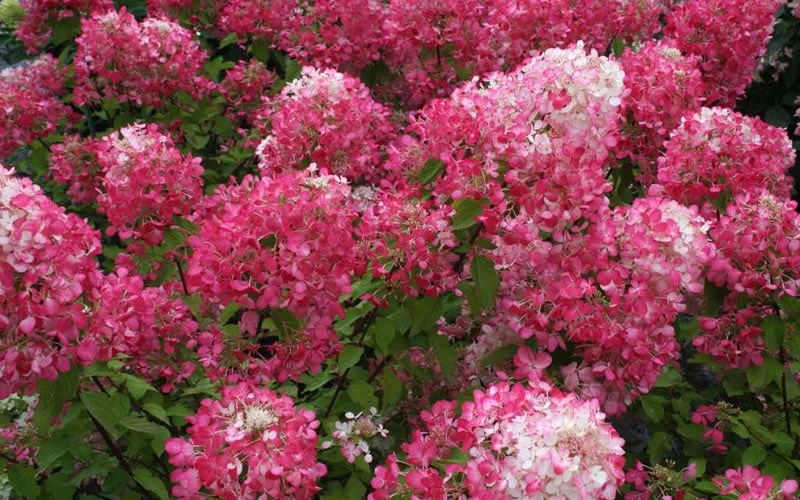 Diamond Rouge Hydrangea - 3 Gallon Pot - Image 7