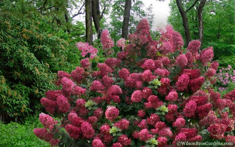 Diamond Rouge Hydrangea - 3 Gallon Pot - Image 5