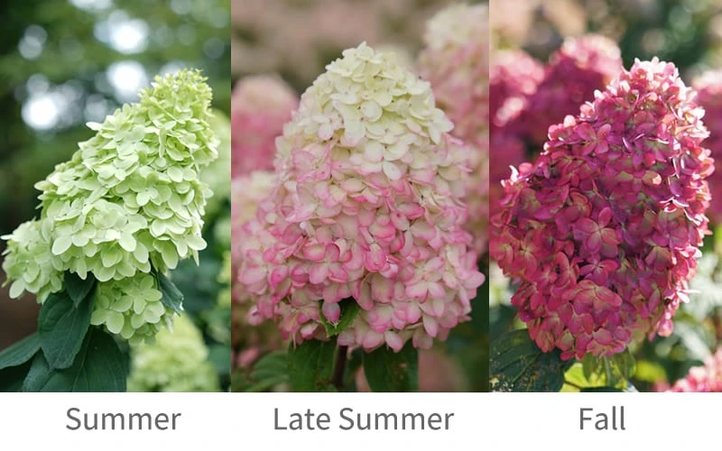 Limelight Prime Hydrangea - 3 Gallon Pot - Image 4