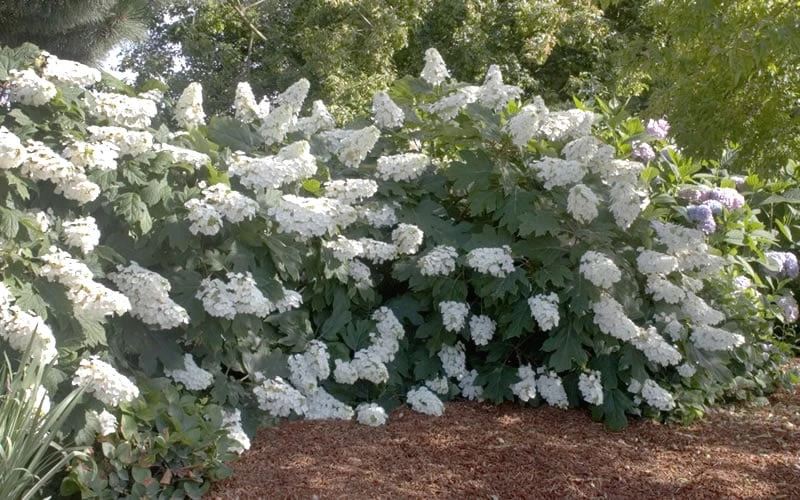 Oakleaf Hydrangea - 3 Gallon Pot - Image 4
