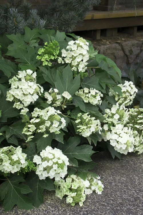 Pee Wee Dwarf Oakleaf Hydrangea - 3 Gallon Pot - Image 7