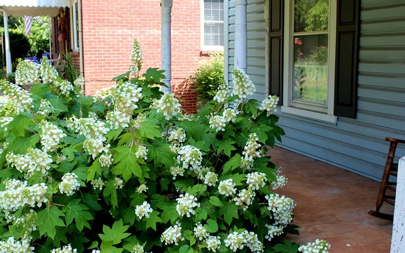 Pee Wee Dwarf Oakleaf Hydrangea - 3 Gallon Pot - Image 5