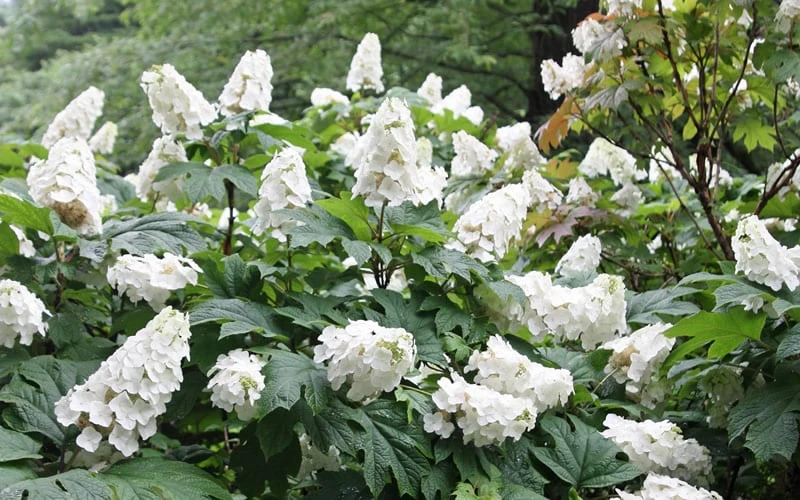 Snow Queen Oakleaf Hydrangea - 2 Gallon Pot - Image 5