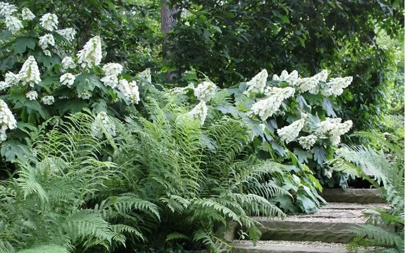 Oakleaf Hydrangea - 3 Gallon Pot - Image 6