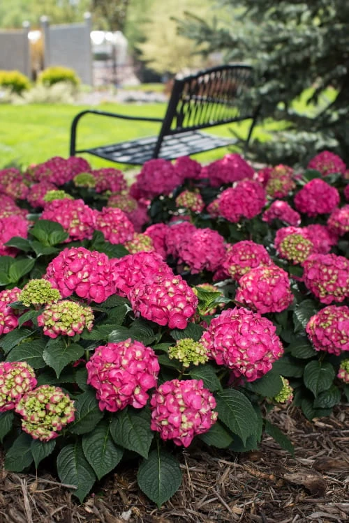 Summer Crush Endless Summer Hydrangea - 7 Gallon Pot - Image 7