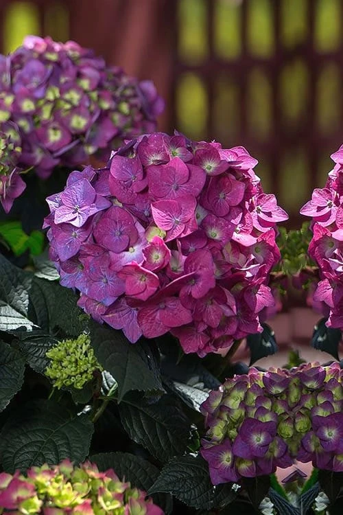 Summer Crush Endless Summer Hydrangea - 7 Gallon Pot - Image 5