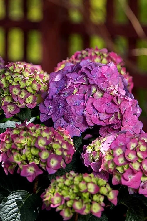 Summer Crush Endless Summer Hydrangea - 7 Gallon Pot - Image 8