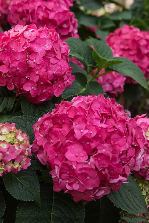 Summer Crush Endless Summer Hydrangea - 7 Gallon Pot - Image 4