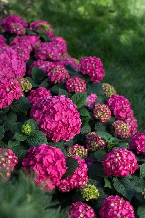 Summer Crush Endless Summer Hydrangea - 7 Gallon Pot - Image 6