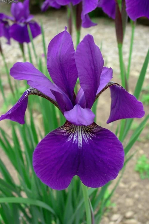 Caesar's Brother Siberian Iris - 1 Gallon Pot - Image 6
