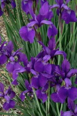 Caesar's Brother Siberian Iris - 1 Gallon Pot