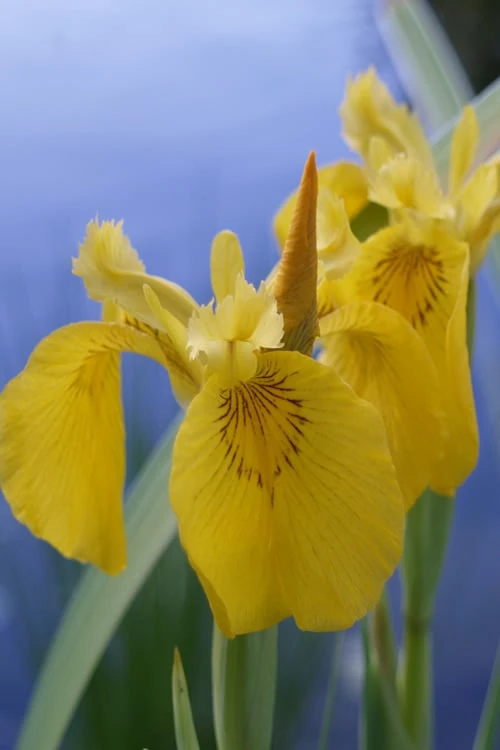 Yellow Flag Iris - 1 Gallon Pot - Image 9