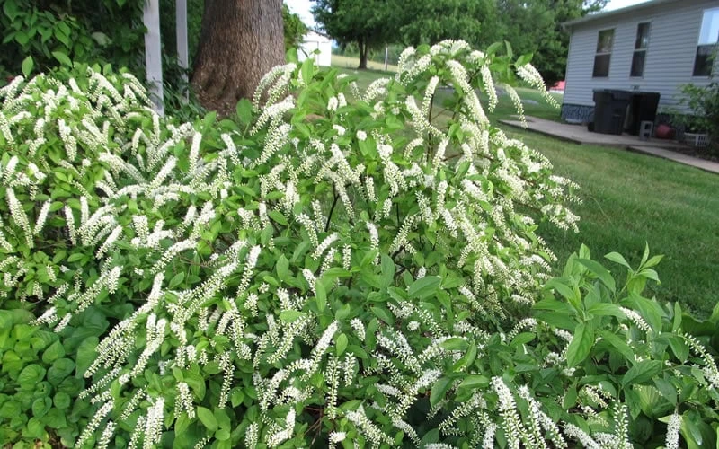 Henry's Garnet Virginia Sweetspire - Itea Virginica - 3 Gallon Pot - Image 7