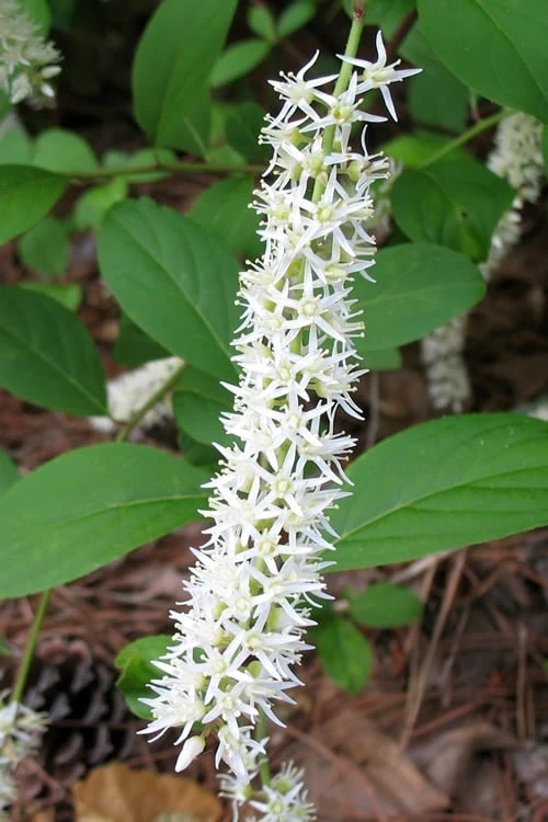 Henry's Garnet Virginia Sweetspire - Itea Virginica - 3 Gallon Pot - Image 6