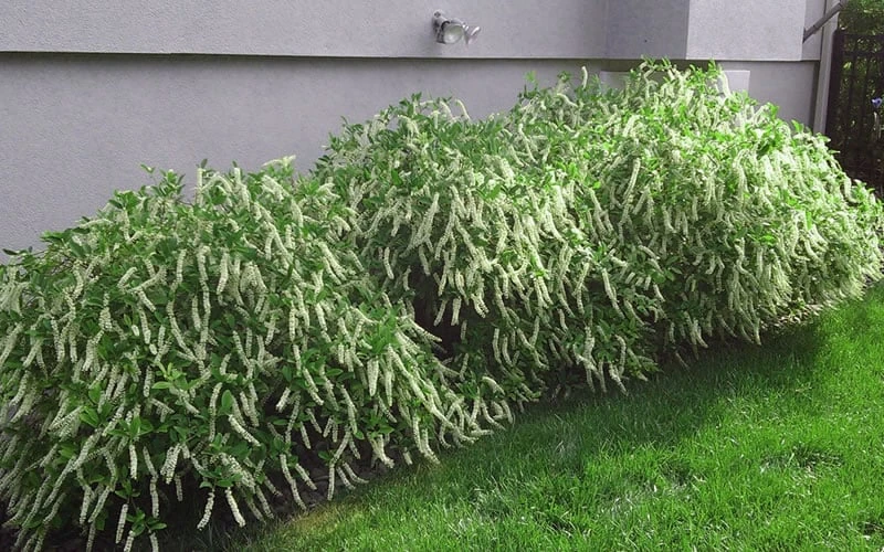 Henry's Garnet Virginia Sweetspire - Itea Virginica - 3 Gallon Pot - Image 8