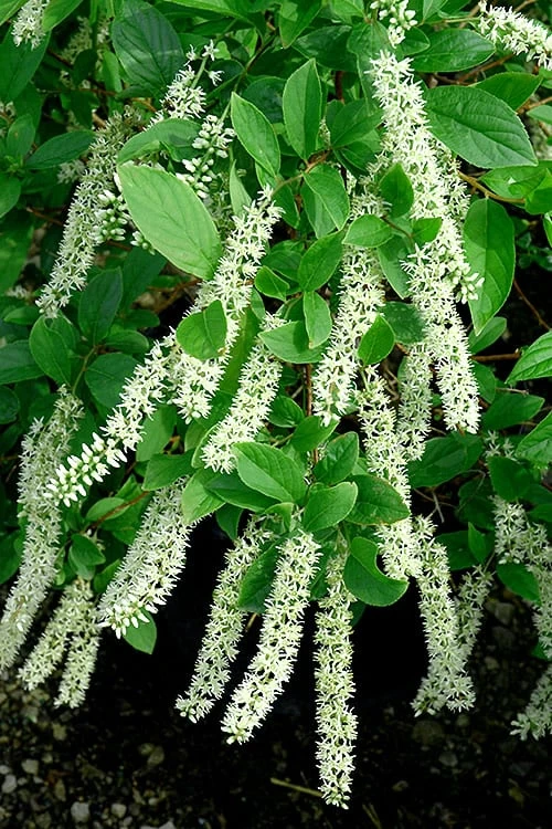 Henry's Garnet Virginia Sweetspire - Itea Virginica - 3 Gallon Pot - Image 4