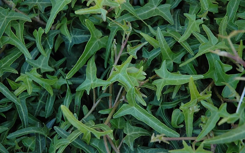 Needlepoint Ivy (Hedera Helix) - 10 Pack Of 4" Pots - Image 4