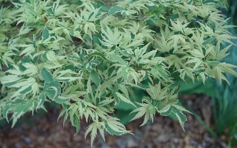 Butterfly Japanese Maple - 2 Gallon Pot - Image 7
