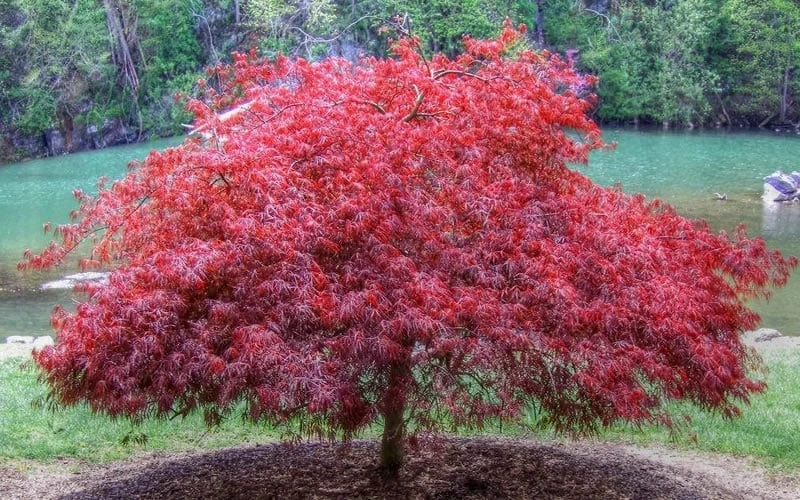 Firefall Lace Leaf Japanese Maple - 5 Gallon Pot - Image 4
