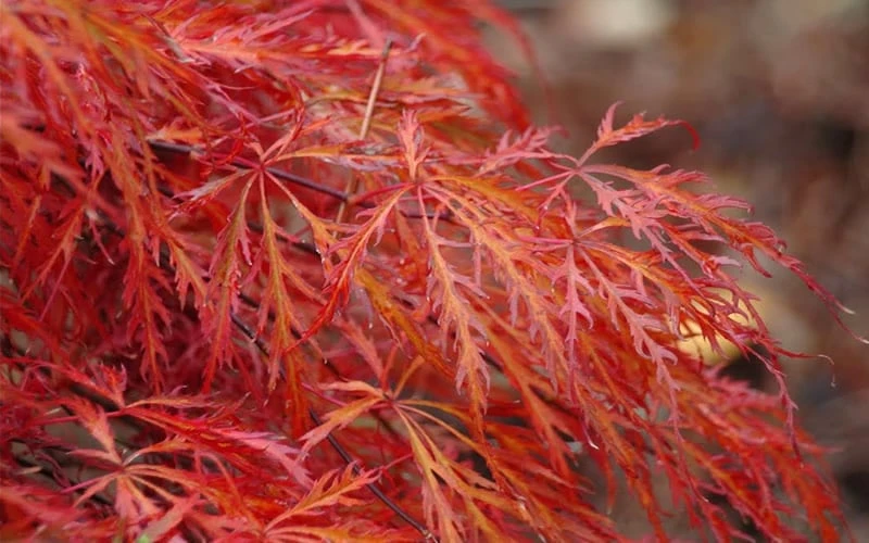 Firefall Lace Leaf Japanese Maple - 5 Gallon Pot - Image 5