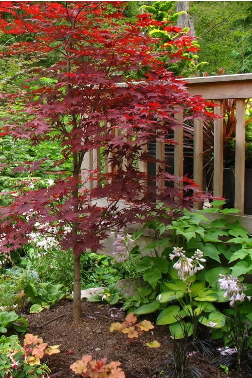 Fireglow Red Leaf Japanese Maple - 5 Gallon Pot (4-4.5') - Image 4