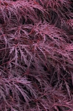 Inaba Shidare Red Japanese Maple - 5 Gallon Pot (3-4')