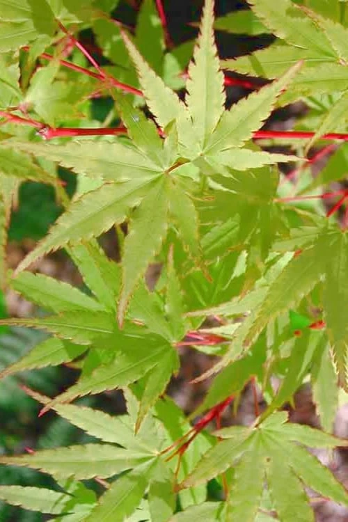 Japanese Sunrise Japanese Maple - 3 Gallon Pot - Image 4