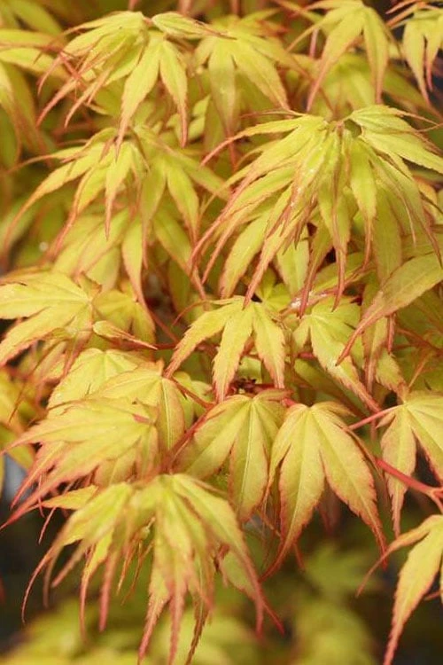 Katsura Japanese Maple - 3 Gallon Pot - Image 5