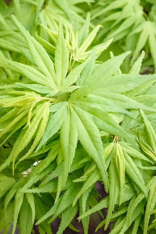 Mikawa Yatsubusa Japanese Maple - 3 Gallon Pot - Image 5