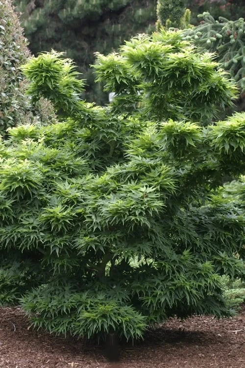 Mikawa Yatsubusa Japanese Maple - 3 Gallon Pot - Image 6