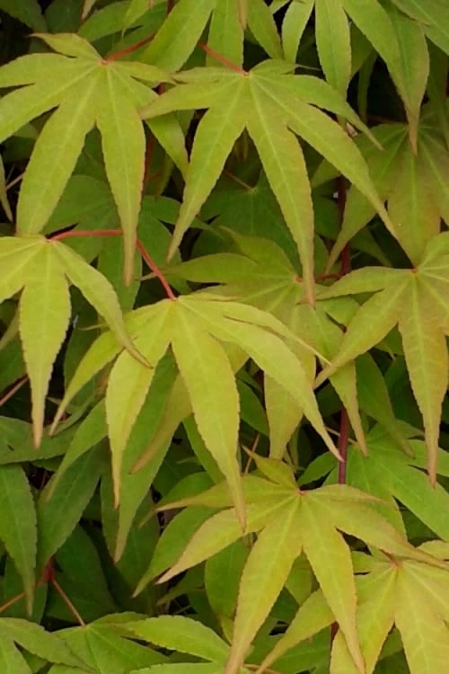 Osakazuki Japanese Maple - 3 Gallon Pot - Image 6