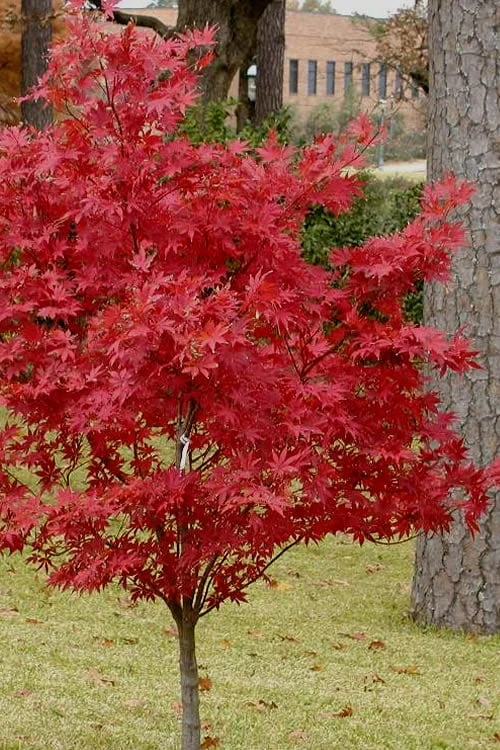 Pixie Dwarf Red Japanese Maple - 3 Gallon Pot - Image 6