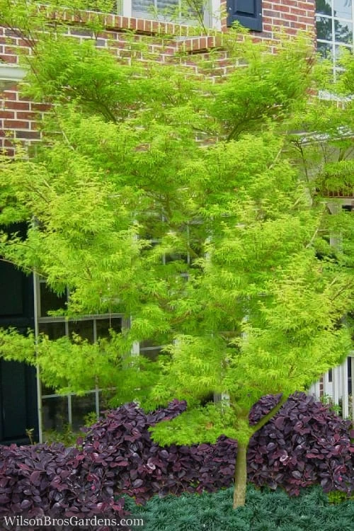 Seiryu Japanese Maple - 5 Gallon Pot - Image 6