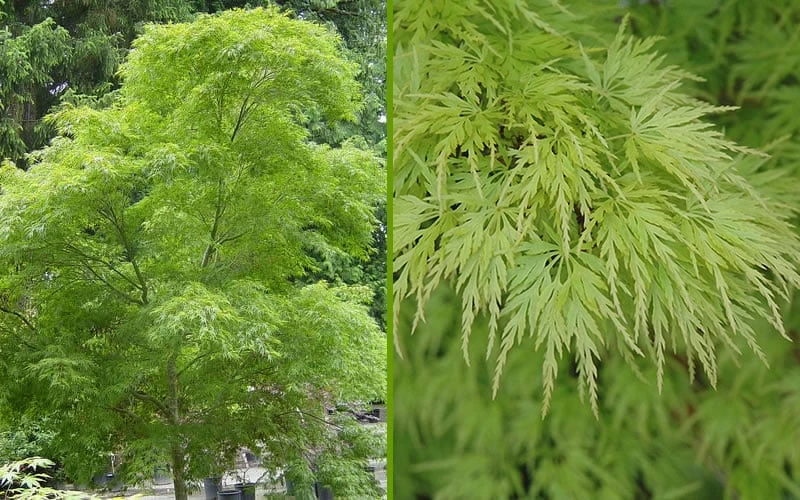Seiryu Japanese Maple - 5 Gallon Pot - Image 8