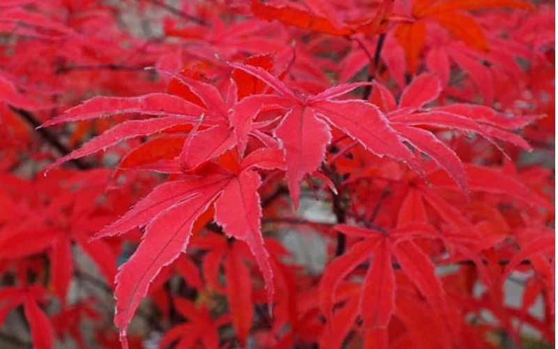 Shirazz Japanese Maple - 2 Gallon Pot - Image 7